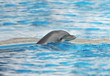 dolphin dolphin