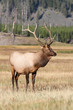 Majestic Bull Elk