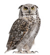 Great Horned Owl, Bubo Virginianus Subarcticus Great Horned Owl, Bubo Virginianus Subarcticus