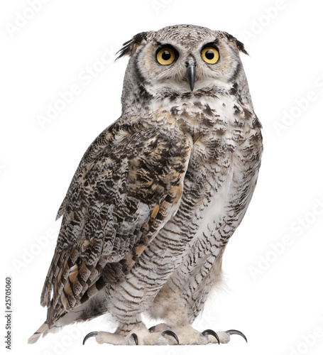 Foto: Great Horned Owl, Bubo Virginianus Subarcticus Great Horned Owl, Bubo Virginianus Subarcticus
