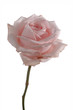 Rose lachsfarben