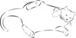 Vector sketch fat lazy cat.
