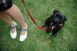 Mops