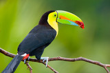 Keel Billed Toucan, from Central America. - Fine Art prints