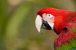 Red Macaw isolated from background