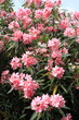 Bush of pink oleander flowers