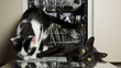 Photo: Cats in the kitchen Cats in the kitchen