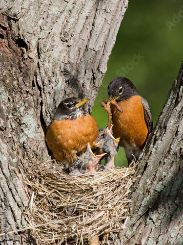 Photo: robins feed their young robins feed their young