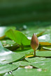 lily
