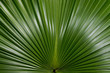 Palm Leaf