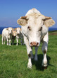 Vache(12)