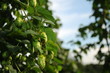 hopfen hoch hinaus