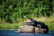 Nile crocodile.