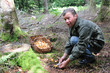 Picking of mushrooms 5 Picking of mushrooms 5
