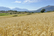 champ de blé en été, champsaur, alpes, france