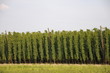 anbau des hopfen