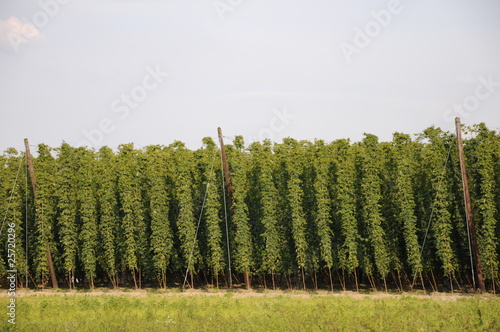 Photo: anbau des hopfen anbau des hopfen