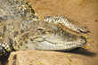 alligator