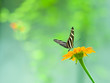 Foto: A zebra longwing butterfly perched on a brilliant orange flower A zebra longwing butterfly perched on a brilliant orange flower