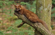 Baummarder