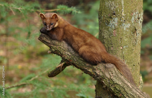 Foto: Baummarder Baummarder