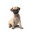 Mops