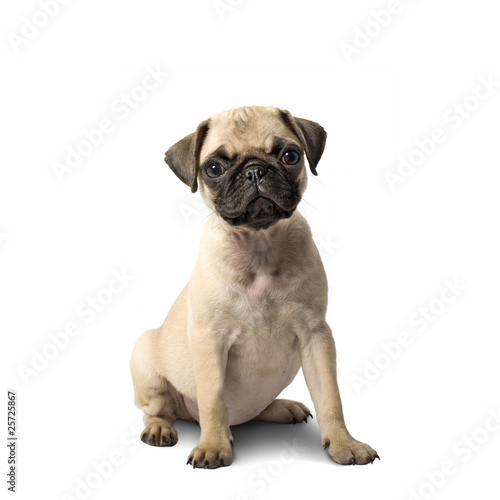 Photo: Mops Mops