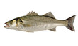 Freshly Caught Sea Bass (Dicentrarchus labrax) Isolated on White