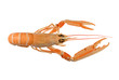 Langoustine also known as Dublin Bay Prawn