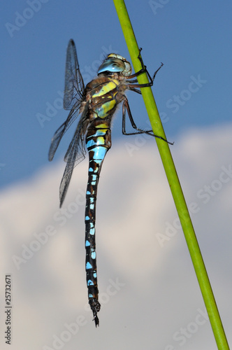Photo: Migrant Hawker Dragonfly side view Migrant Hawker Dragonfly side view