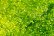 ulva alga background