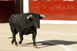 toros