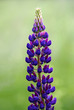 Lupine