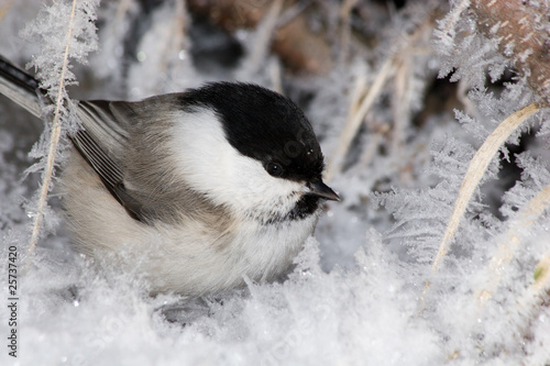 Foto: Parus montanus, Willow Tit Parus montanus, Willow Tit