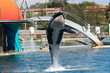 Orka