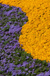 Foto: flower design flower design