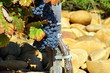 Vigne des Côtes du Rhône Vigne des Côtes du Rhône