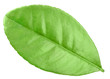 One green leaf of citrus-tree One green leaf of citrus-tree