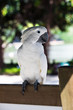 white parrot
