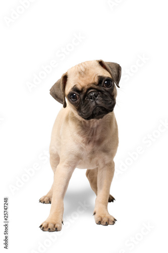 Foto: Mops Mops