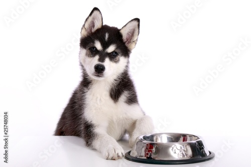 Photo: Siberian Husky Welpe mit Napf Siberian Husky Welpe mit Napf