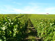 Vignoble