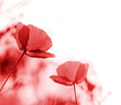 Red poppies