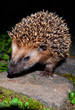 Igel hedgehog urchin
