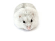 dwarf hamster