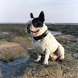 le bouledogue