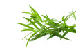 Estragon - Tarragon