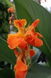 Blumenrohr (Canna) Blüten Blumenrohr (Canna) Blüten