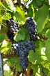 Vignoble Champenois