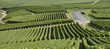Vignoble Champenois